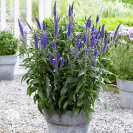 Вероника гибридная Фёрст Глори