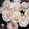 Роза флорибунда Маргарет Меррил фото 1 