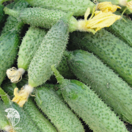 Огурец Король рынка F1