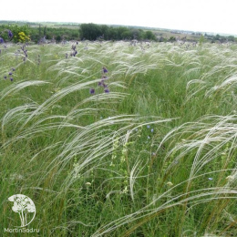 Ковыль тонколистный