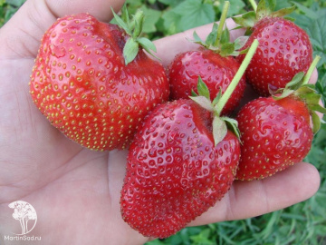 Фото Клубника Кама