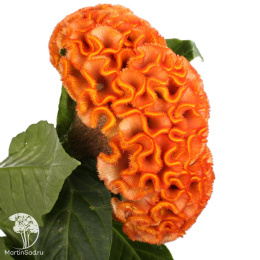 Целозия гребенчатая Крошка оранжевая