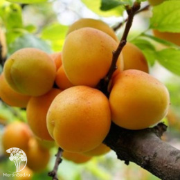 Абрикос Ансу