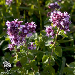 Душица (орегано) Северное Сияние