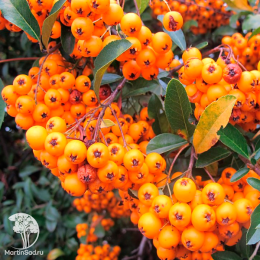 Пираканта Санни Стар