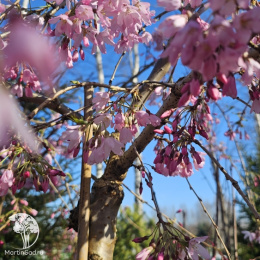 Слива плакучая Пендула Рубра на штамбе