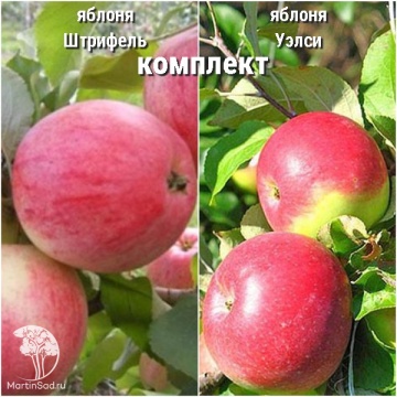Фото Сверхвыгодный комплект! Яблоня Штрифель + опылитель яблоня Уэлси