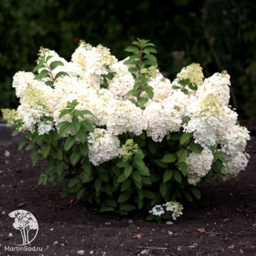 Фото Гортензия метельчатая Саммер Сноу