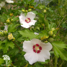 Гибискус сирийский Ред Харт