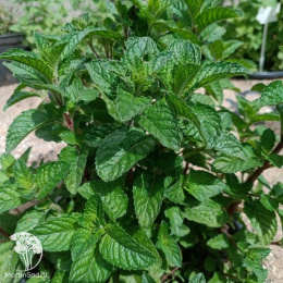 Мята Черная Смородина