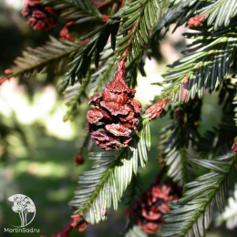 Секвойя вечнозеленая Трипл Краун