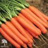 Морковь Длинная тупая без сердцевины фото 1 