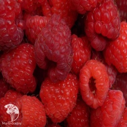 Rubus idaeus Georgia Малина Джорджия