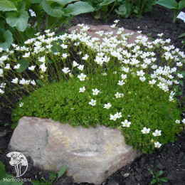 Камнеломка Арендса Белый ковёр