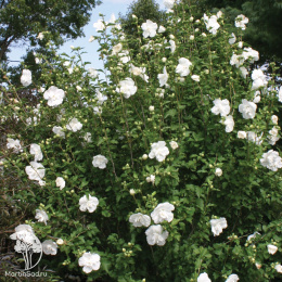 Гибискус сирийский Вайт Шиффон