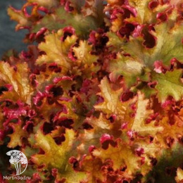 Гейхера Зиппер