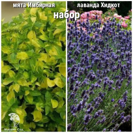 Набор для чая мята имбирная + лаванда Хидкот