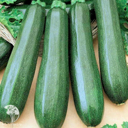 Кабачок Цукеша 