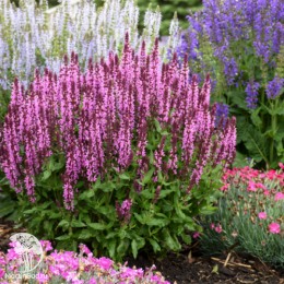 Набор для ароматной грядки шалфей Аметист + Хот Липс + Пинк Бьюти