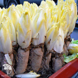 Витлуф Конус