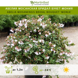 Абелия мосанская Бридал Букет Мония