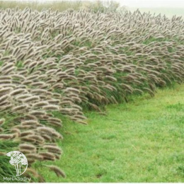 Пеннисетум Лисохвостный Леди Ю