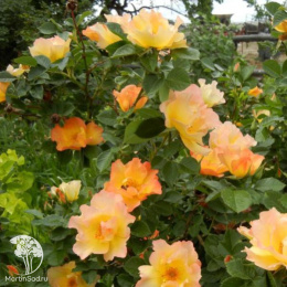 Роза парковая Модэн Санрайз