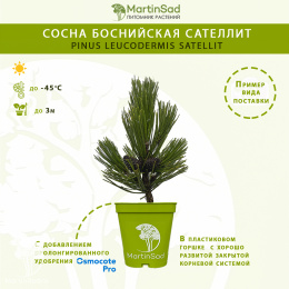 Сосна боснийская Сателлит