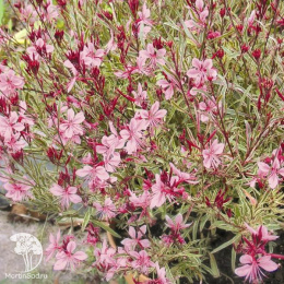 Гаура Линдхаймера Гамбит Роуз Биколор