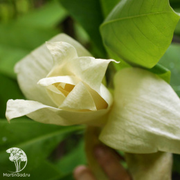 Магнолия трёхлепестная