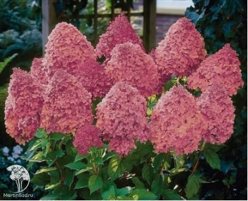 Фото Гортензия метельчатая Мэджикал Файр на штамбе