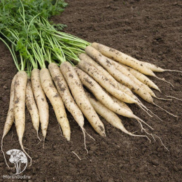 Морковь Вайт Сатин F1