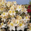  Азалия крупноцветковая  Шнееголд фото 5 