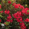 Рододендрон Лейт Ред фото 2 