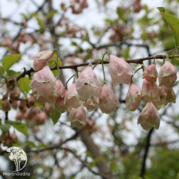  Галезия каролинская (Ландышевое дерево)