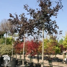 Лещина обыкновенная Ред Маджестик на штамбе