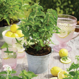 Мята перечная лимонная Лемон Фрэш