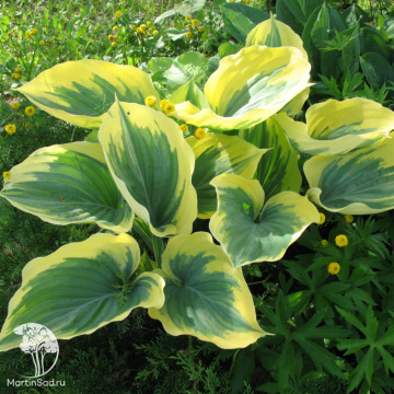 Фото Хоста Либерти