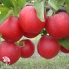 Яблоня обыкновенная Гала фото 2 