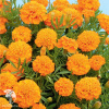 Бархатцы отклоненные махровые (Тагетес отклонённый) Петит оранжевые фото 2 