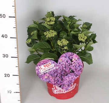 Фото Гортензия крупнолистная кудрявая  Фиолетовая
