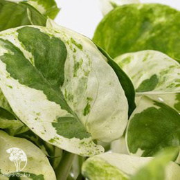 Сциндапсус Джой