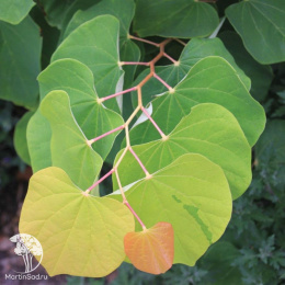 Церцис канадский зе Райзинг Сан