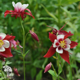Аквилегия Красная звезда, культурная