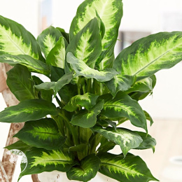 Диффенбахия пятнистая Камилла