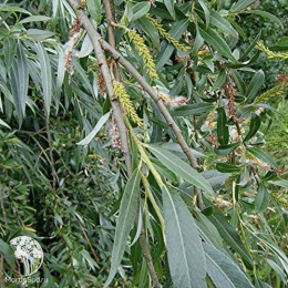 Ива Эрдингер