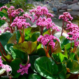 Бадан сердцелистный Пурпуреа