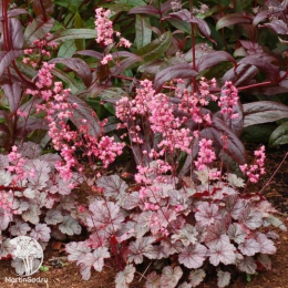 Сверхвыгодный микс! Гейхера Черри Кола + Гейхера Палас Пурпл + Гейхера Милан