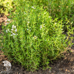 Тимьян душистейший Апельсин