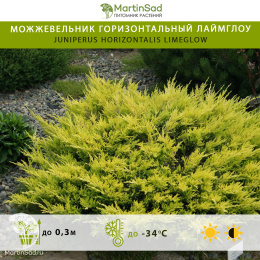 Можжевельник горизонтальный Лаймглоу